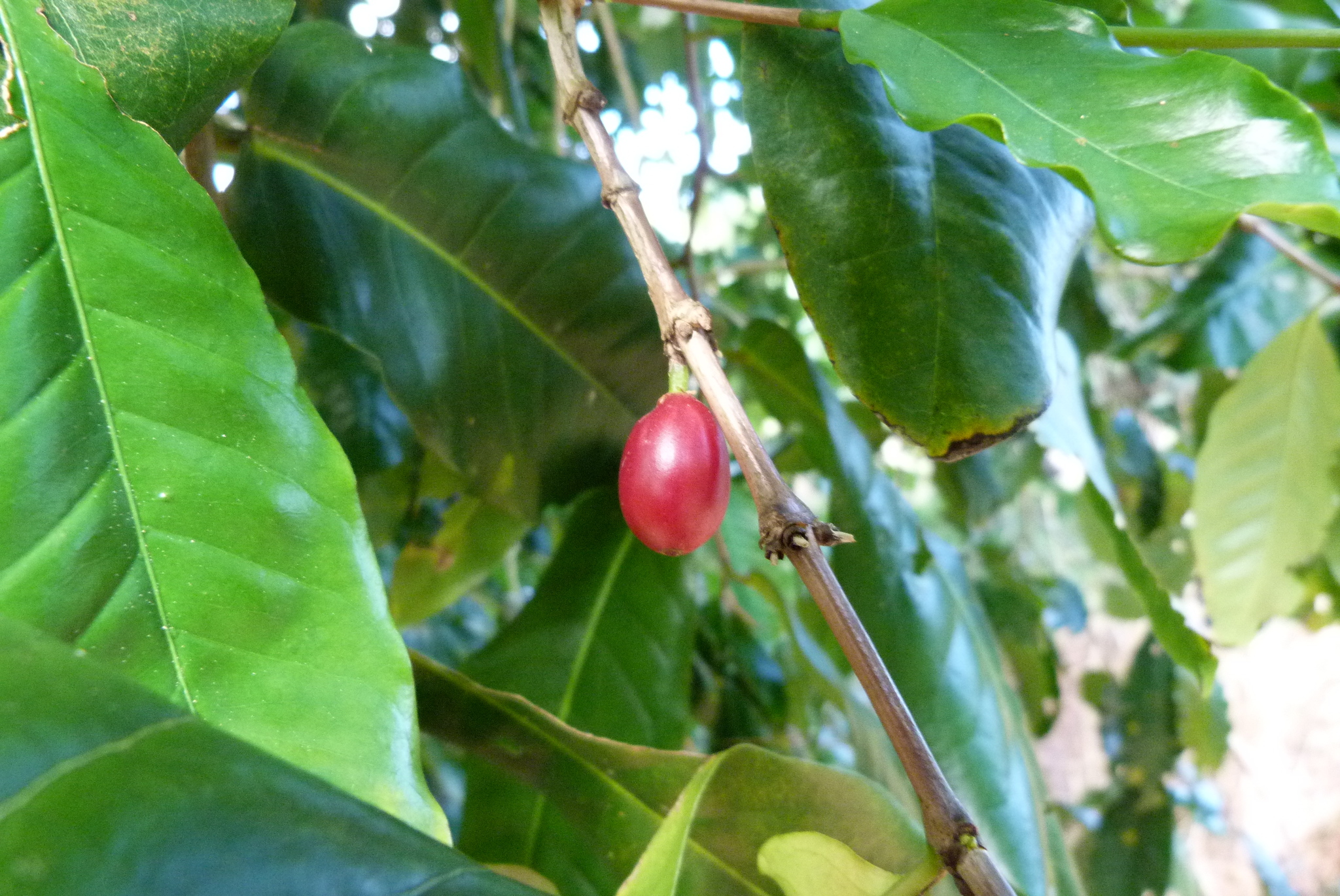 Coffee by Colin Meurk